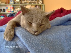 Happiness comes in many forms.  For me, happiness is time spent with my buddy Charcoal.