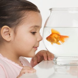 Young girl watching a fishbowl