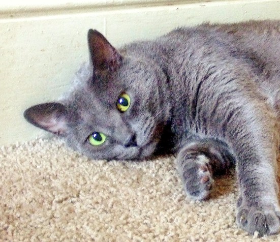 Mango_and_Charcoal-1