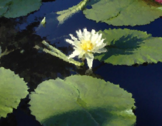 Artistic Water Lily 2 (2)