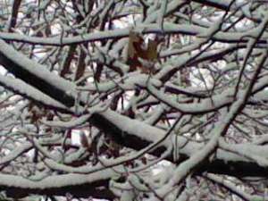 Our backyard features a squirrel's paradise of oak trees.  The snow-lined intertwined branches are visually stimulating.