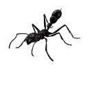 Ant