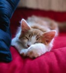 Cats are experts in the art of napping