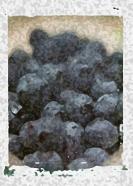 Blueberries