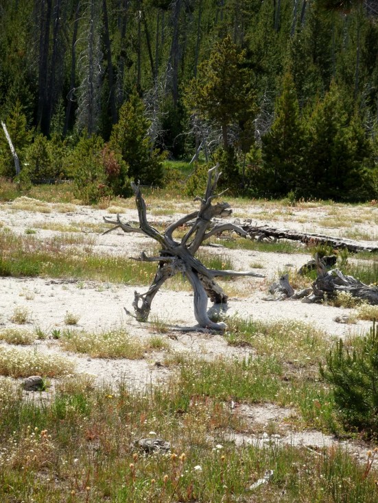 Not a man-made sculpture, but one made by nature. I'm including this one because I viewed it as sculpture. Don't you think that Mother Nature is quite the artist?