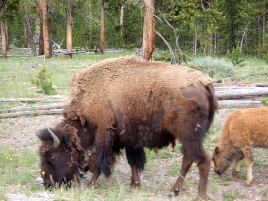 Bison are frequently spotted along roadsides in certain areas.