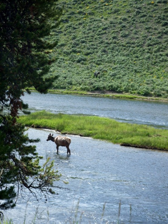 Not certain of what this one is - maybe deer or elk?