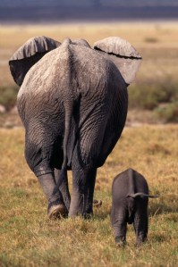 Mother and Baby Elephant